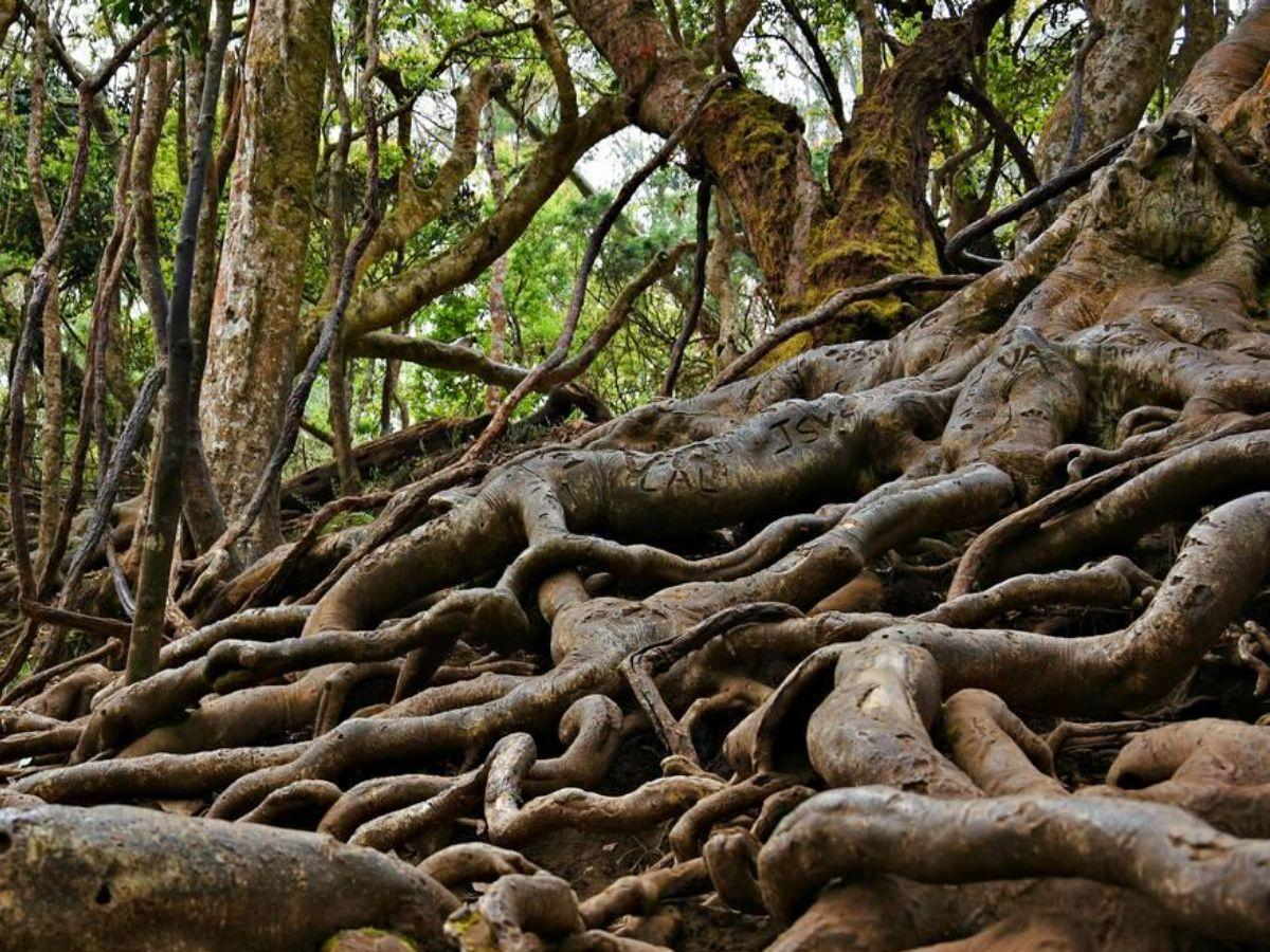 7 mysterious truths about Kodaikanal’s Gunaa caves that’ll give you goosebumps