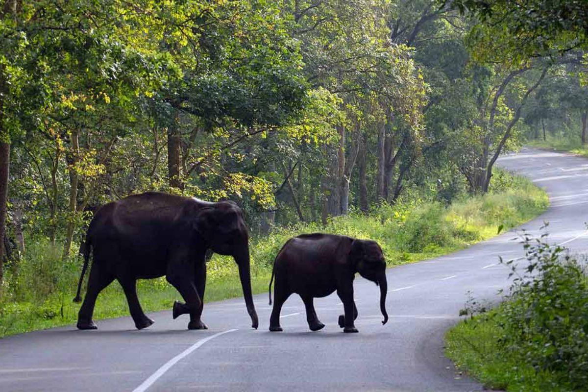 Wayanad