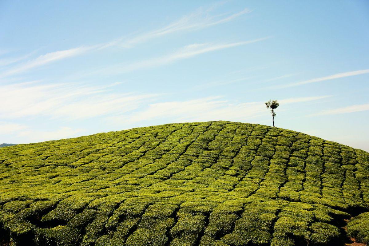 The Best 3 Day Itinerary For Munnar
