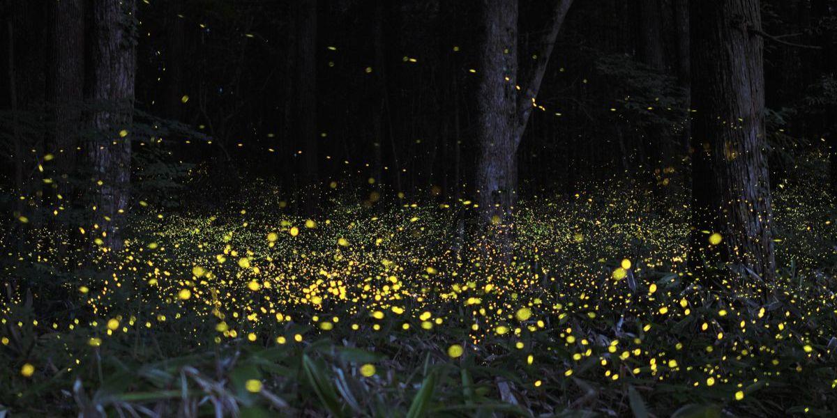 All You Need To Know About The Famous FireFly Festival Bhandardara
