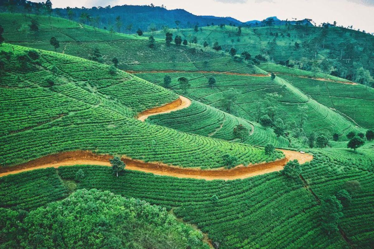 Why Is Ooty The Best Place To Visit With Your Soulmate