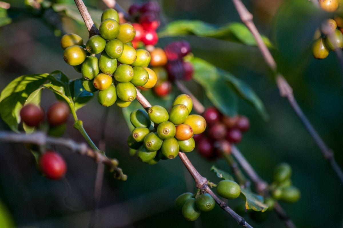 The Crazy Story Behind Coffee In Chikmagalur