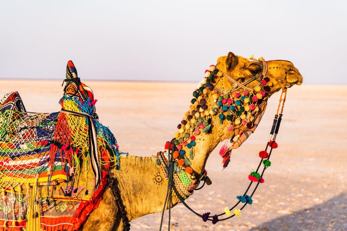 All about Jaisalmer Desert Festival 2023